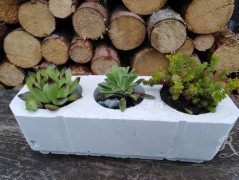 Kočička s lišejníkem