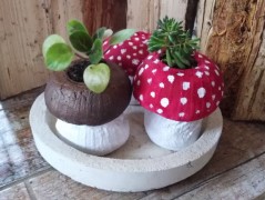 Kočička s lišejníkem