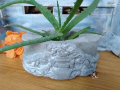 Kočička s lišejníkem