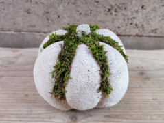 Kočička s lišejníkem