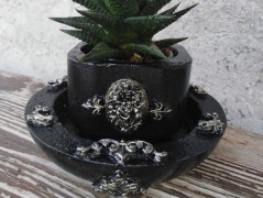 Kočička s lišejníkem