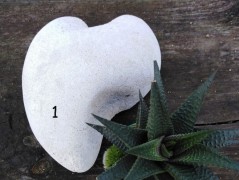 Kočička s lišejníkem