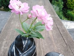 Kočička s lišejníkem