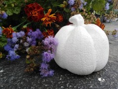 Kočička s lišejníkem