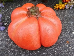 Kočička s lišejníkem