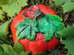 Kočička s lišejníkem