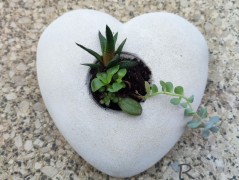 Kočička s lišejníkem