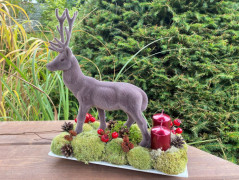 Kočička s lišejníkem