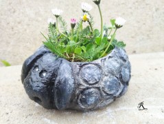 Kočička s lišejníkem