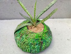 Kočička s lišejníkem