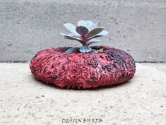 Kočička s lišejníkem