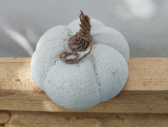 Kočička s lišejníkem