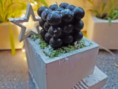 Kočička s lišejníkem