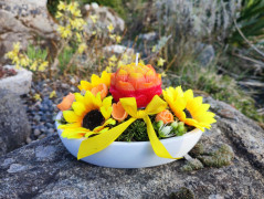 Kočička s lišejníkem