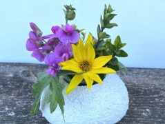 Kočička s lišejníkem