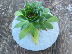 Kočička s lišejníkem