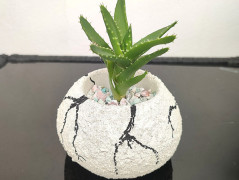 Kočička s lišejníkem