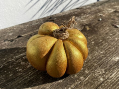 Kočička s lišejníkem