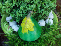 Kočička s lišejníkem