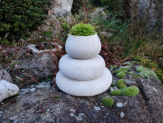 Kočička s lišejníkem