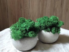 Srdce bíložluté s kopretinami