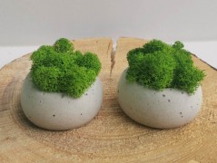 Miska plněná stabilizovaným mechem