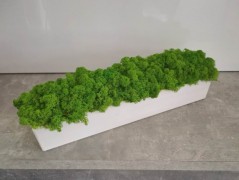 Miska plněná stabilizovaným mechem