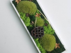 Miska plněná stabilizovaným mechem