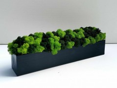 Miska plněná stabilizovaným mechem