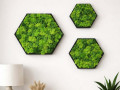 Sada obrazů ve tvaru hexagonu
