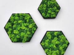 Miska plněná stabilizovaným mechem