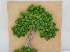 Miska plněná stabilizovaným mechem