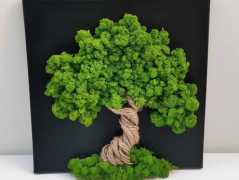 Miska plněná stabilizovaným mechem