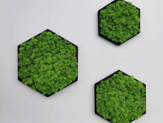 Miska plněná stabilizovaným mechem