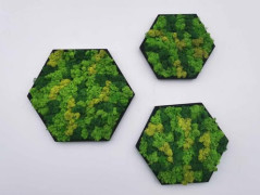 Miska plněná stabilizovaným mechem