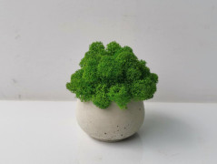 Miska plněná stabilizovaným mechem