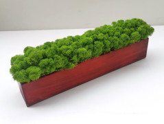 Miska plněná stabilizovaným mechem