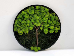 Miska plněná stabilizovaným mechem