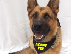 Člověče nezlob se - Hasiči modří