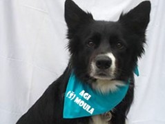 Člověče nezlob se - Hasiči modří