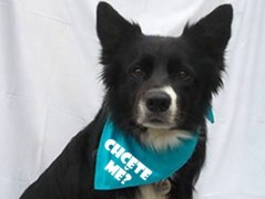 Člověče nezlob se - Hasiči modří