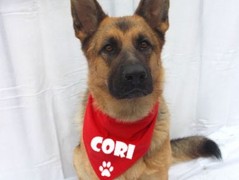 Člověče nezlob se - Hasiči modří