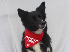 Člověče nezlob se - Hasiči modří