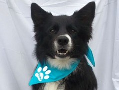 Člověče nezlob se - Hasiči modří