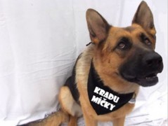 Člověče nezlob se - Hasiči modří