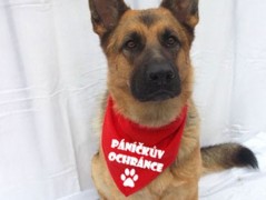 Člověče nezlob se - Hasiči modří