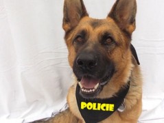 Člověče nezlob se - Hasiči modří