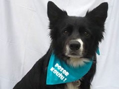 Člověče nezlob se - Hasiči modří