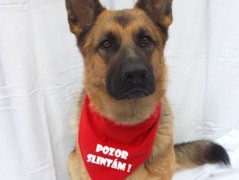 Člověče nezlob se - Hasiči modří