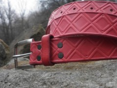 Ještěrka na žlutém opasku